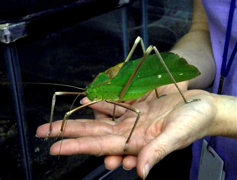 giant malaysian katydid|Malaysian Giant Katydid, the largest species in the ...